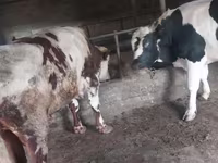 ثور, Russian Black pied cattle — الصورة 3