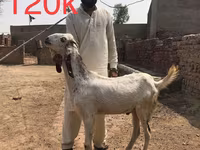 Cabras (lote, sexo no especificado), Najdi goat — foto 4