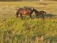 Caballo, Horse breed — foto 1