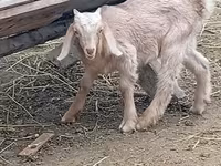 Taka, Damask goat — 2-rasm