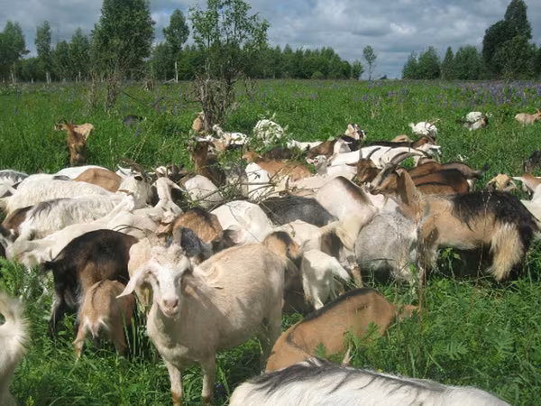 母山羊, Goats — 俄罗斯