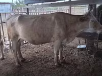 Kuh, Latvian Blue cattle — Foto 2