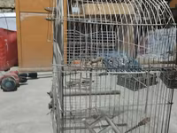 Metall quş qəfəsi dovşan tutuquşu göyərçin qəfəs - Material: möhkəm — 1-rasm