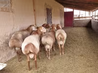كبش, Arashan sheep — الصورة 2