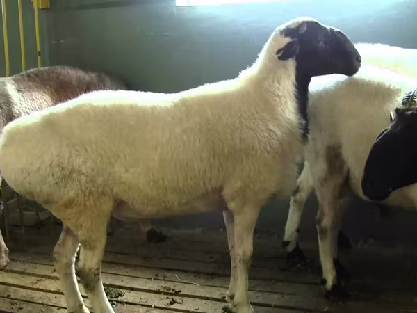 Ram, Suffolk sheep