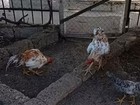 Chickens — Foto 5