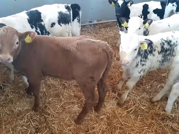 Bulle, Limousin-Kuh