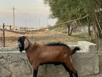 تيس, الماعز — الصورة 2