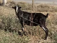 تيس, Alpine goat — الصورة 2