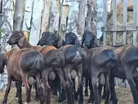 كبش, Hissar sheep — الصورة 7