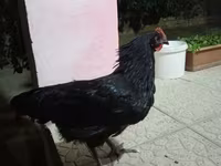 Chickens — Foto 1