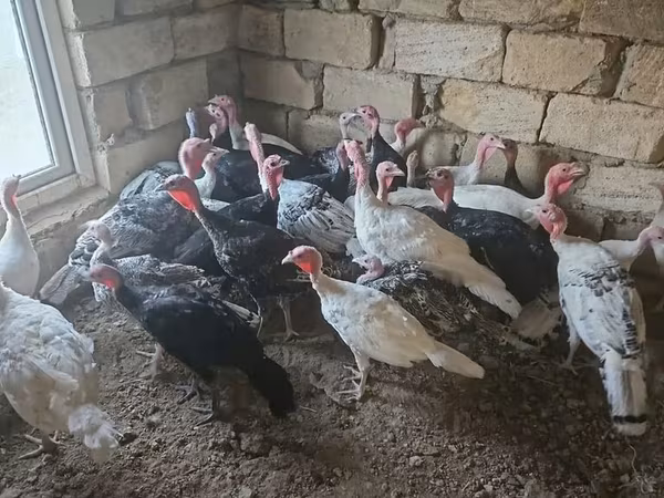 Turkeys