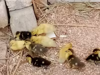 Ducks — Foto 3