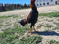 Chickens — Foto 2