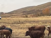 ثور, Swiss cattle — الصورة 7
