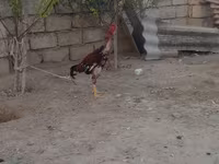 Chickens — foto 5