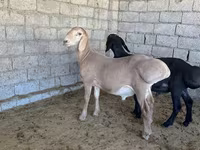 كبش, Arashan sheep — الصورة 7