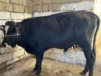 Корова, Russian Black pied cattle — фото 6