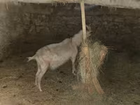 Dişi keçi, Alpine goat — foto 6