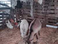 बकरी, Nubian Goat — फ़ोटो 5