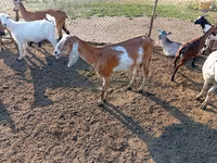 Dişi keçi, Nubian Goat — foto 1