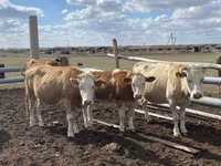 公牛, Simmental cattle — 照片 4