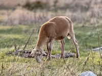 Qoç, Dorper sheep — foto 6