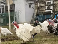 Широкогруда Біла — фото 3