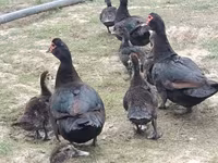 Ducks — photo 4