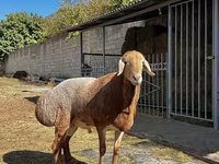 Widder, Arashan sheep — Foto 1