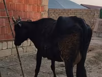 गाय, मवेशी — फ़ोटो 3