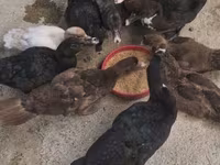 Chickens — 2-rasm