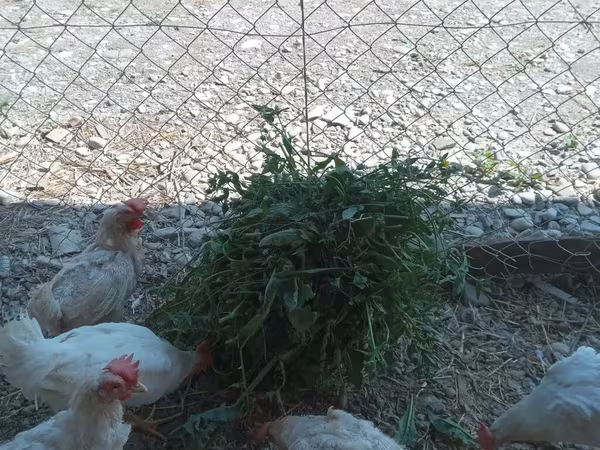 Chickens