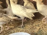 برونز — الصورة 1