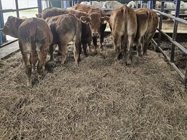 母牛, Limousin cow