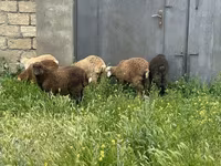 Qoç, Qoyunlar — foto 4