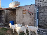 Cabra, Saanen goat — foto 2