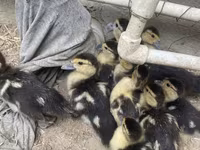 Ducks — Foto 3