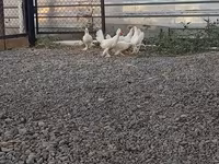 Chickens — 照片 5