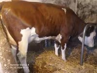 Kuh, Simmental cattle — Foto 3