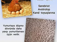 Artıq daimi istifadə üçün Kənd Toyuğu. Serebrist. Qaz. Ördək — الصورة 5