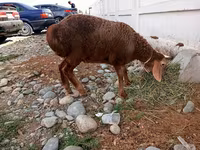 भेड़, Arashan sheep — फ़ोटो 2
