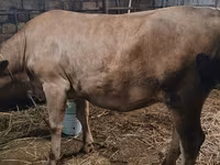 Сиыр, Swiss cattle — 4-сурет