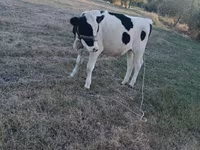 Kuh, Holstein-Rasse — Foto 1