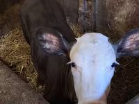 Kuh, Charolais cattle — Foto 4