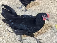Australorp — foto 4