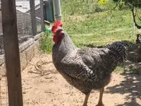 Chickens — फ़ोटो 2
