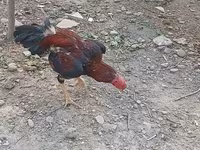Chickens — Foto 2