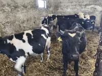 Bulle, Russian Black pied cattle — Foto 2