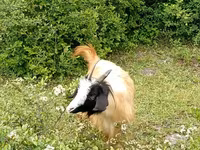 Ziegenbock, Ziegen — Foto 3